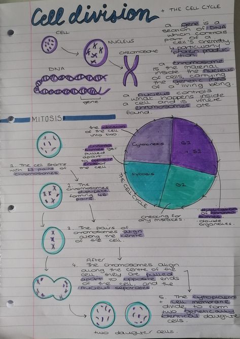 Mitotic Cell Division, Cell Division Notes Aesthetic, Cell Cycle And Cell Division Notes, Cell Division Notes, Division Notes, Cell Cycle And Cell Division, Protein Biology, Gcse Notes, Colourful Notes