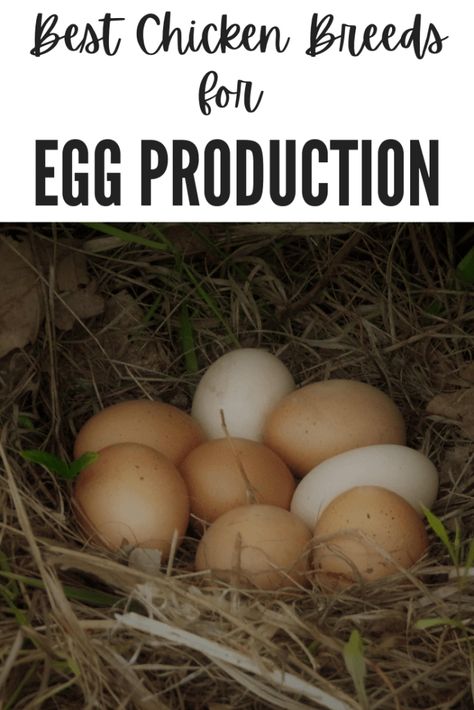 a nest of chicken eggs sits in an outdoor nest Chicken Breeds For Eggs, Best Chicken Breeds, Homesteading Animals, Chicken Pen, Rhode Island Red, Egg Nest, Laying Hens, Egg Production, Brown Eggs