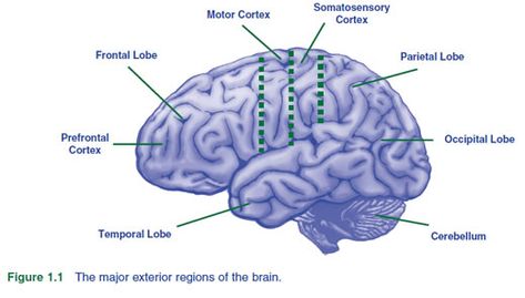 The major exterior regions of the brain Brain Neuroscience, Parts Of The Brain, Occipital Lobe, Frontal Lobe, Learning Styles, Learning Disabilities, Neuroscience, The Brain, Brain