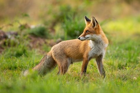 Red fox looking behind over shoulder at ... | Premium Photo #Freepik #photo #nature #animals #red #landscape Looking Behind, Northern Goshawk, Red Landscape, Looking Over Shoulder, Snowy Field, Forest Fox, Fox Girl, Snowy Forest, Fox Hunting