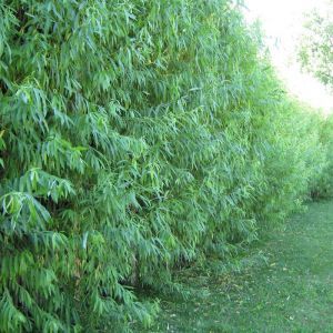 Willow Hybrid Overview Lilac Hedge, Privacy Planting, Garden Texture, Aucuba Japonica, Growing Trees, Privacy Hedge, Privacy Trees, Willow Trees, Privacy Plants