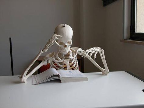 Skeleton Reading Book, Unique Radha Krishna Images, Skeleton Pics, Silly Skeleton, Skeleton Reading, Image Halloween, Medical Videos, Noam Chomsky, Cute Cats Photos