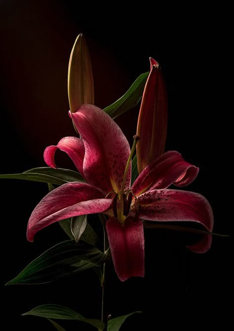 Pink Lilies Tree Lily, Black Flowers Wallpaper, Flowers Black Background, Pink Lilies, Lily Wallpaper, Background Flowers, Dark Flowers, Nothing But Flowers, Flower Therapy