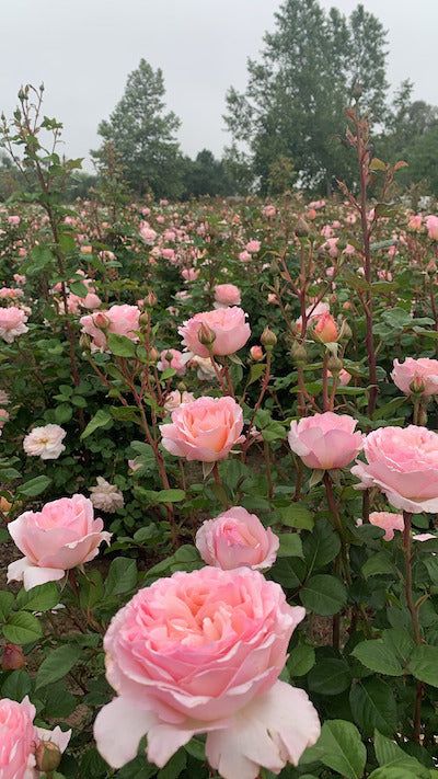 Princess Charlene de Monaco – Grace Rose Farm Worm Farming, Grace Rose, Rose Farm, Yard Plants, Food Plot, Worm Farm, Sun Garden, Farm Garden, Princess Charlene