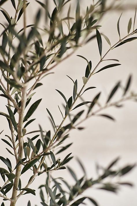 Okive Tree, Tiny Boxwoods Houston, Olive Tree People, Olive Tree Aesthetic, Intensive Planting, Olive Aesthetic, Arbequina Olive Tree, Potted Olive Tree, Olive Plant