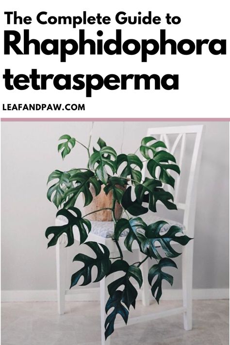 Raphidophora Tetrasperma Care, Rhaphidophora Tetrasperma Care, Raphidophora Tetrasperma Climbing, Tetrasperma Plant, Tetrasperma Rhaphidophora, Plant Portrait, Propagation Tips, Mini Monstera, Rhaphidophora Tetrasperma