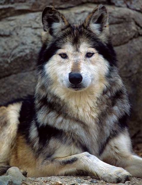 Mexican Wolf - que lindo! El lobo Mexicano - el rey de las montanas! Mexican Wolf, Wolf Love, Wild Wolf, Wolf Pictures, Wolf Spirit, Beautiful Wolves, Wild Dogs, Wolf Dog, Blue Heeler