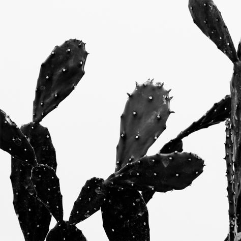 Chinese Money Plant, Plants Are Friends, Black And White Photograph, Cactus Art, Cactus Y Suculentas, Cactus And Succulents, Cacti And Succulents, Plant Life, Black Aesthetic