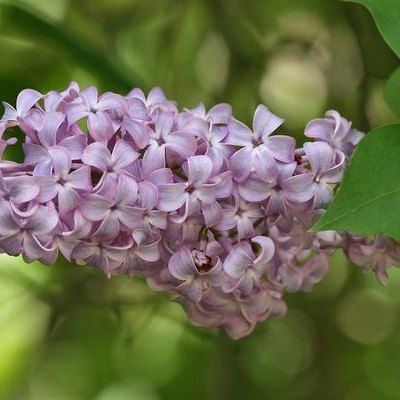 Flowering Bushes That Grow in South Louisiana Common Lilac, Eucalyptus Deglupta, Lilac Plant, Syringa Vulgaris, Light Purple Flowers, Lilac Tree, Lilac Bushes, Tree Seeds, Language Of Flowers