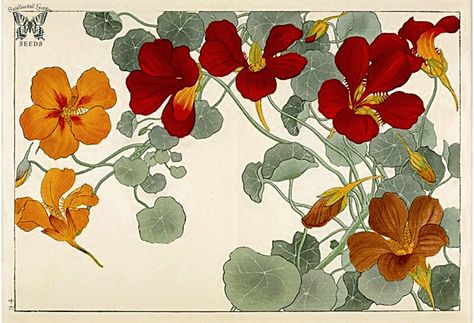 Seiyo Soka Zufu (A Picture Album of Western Plants and Flowers) Woodblock print by Tanigami Konan (1917).  From the Swallowtail Garden Seeds collection of botanical photographs and illustrations.  We hope you will enjoy these images as much as we do. Nasturtium Flower Wallpaper, Nasturtium Wallpaper, Nasturtium Flowers, Japanese Illustration, Antique Images, Art Chair, Japanese Prints, Wallpaper Mural, Woodblock Print