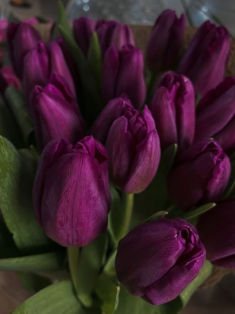 Plum Wallpaper, Dark Aesthetics, Mulberry Color, Lavender Aesthetic, Bee Garden, Flowers Petals, Nothing But Flowers, Purple Tulips, Violet Flower