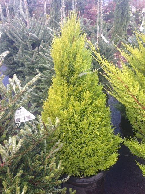 Hesperocyparis macrocarpa 'Goldcrest' (Lemon Cypress) | North Carolina Extension Gardener Plant Toolbox Cupressus Macrocarpa, Lemon Cypress, Monterey Cypress, Fast Growing Evergreens, Gold Foliage, Plant Care Instructions, Conifer Trees, Plant List, Types Of Plants