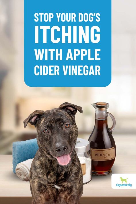 Apple Cider Vinegar Uses For Dogs, Apple Cider Vinegar For Fleas Dogs, What Can I Do For My Dogs Itchy Skin, Natural Remedy For Dogs Itching, Apple Cider Vinegar Flea Spray, Acv For Dogs Skin, How To Treat Dogs Itchy Skin, Vinegar Spray For Dogs, Apple Cider Vinegar For Dogs Ears