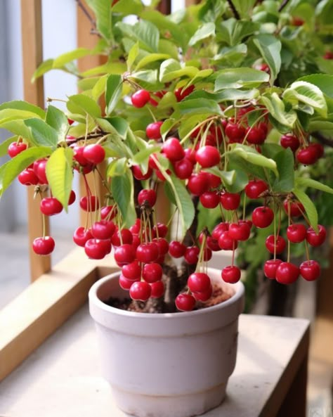 Growing Cherries From Pits, Growing Cherry Trees From Pits, Grow Cherry Tree From Pit, Grow Flowers Indoors, Beautiful Flower Garden Ideas, Planting Cherry Seeds, Indoor Fruit Plants, Grow Fruit Indoors, Growing Cherry Trees