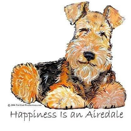 Airedale Terrier Art, Airedale Puppy, Bookmark Images, Airedale Dogs, Airedale Terriers, Honey Brand, Lakeland Terrier, Welsh Terrier, Irish Terrier