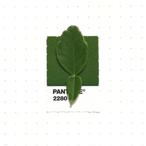 Tiny PMS Match on Instagram: “Pantone 2280 color match. Young Makrut Lime leaf. I'm so happy now I have a Makrut (Kieffer) Lime tree in my backyard! I think it's the…” Indonesian Dishes, Pantone Swatches, Pantone Colour Palettes, Minimalist Icons, Lime Tree, Slytherin Aesthetic, Color Chip, Color Inspo, Scene Creator