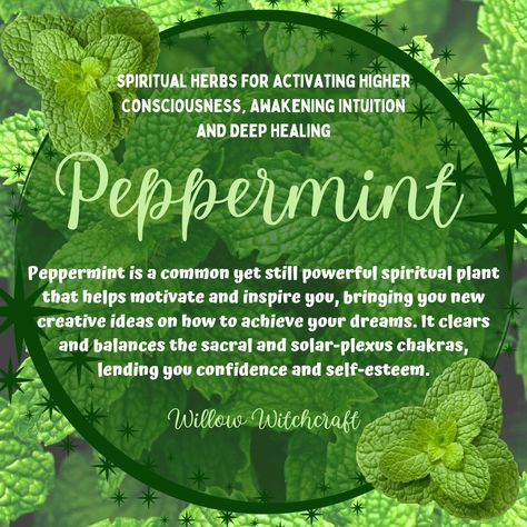 Peppermint Willow Witchcraft Peppermint Witchcraft Uses, Peppermint Meaning Witchcraft, Peppermint Spiritual Uses, Peppermint In Witchcraft, Peppermint Magical Properties, Peppermint Witchcraft, Essential Oil Magical Properties, Witchy Ingredients, Protection Herbs