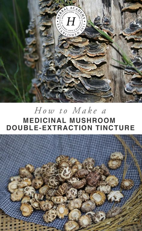 How To Make A Mushroom Double-Extraction Tincture – Herbal Academy Tinctures Recipes, Herbal Academy, Turkey Tail Mushroom, Turkey Tail, Chaga Mushroom, Herb Recipes, Herbal Tinctures, Plant Medicine, Herbal Recipes