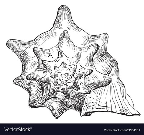 Shell Drawing, Gcse Art Sketchbook, Itachi Uchiha Art, Unique Drawings, A Level Art, Black And White Drawing, Conch Shell, Mermaid Art, Color Vector