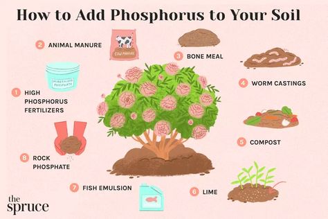 Add Phosphorus To Soil, Pioneer Skills, Natural Plant Fertilizer, Soil Fertilizer, Gardening Basics, Diy Fertilizer, Food Forest Garden, Plant Fertilizer, Garden Companion Planting