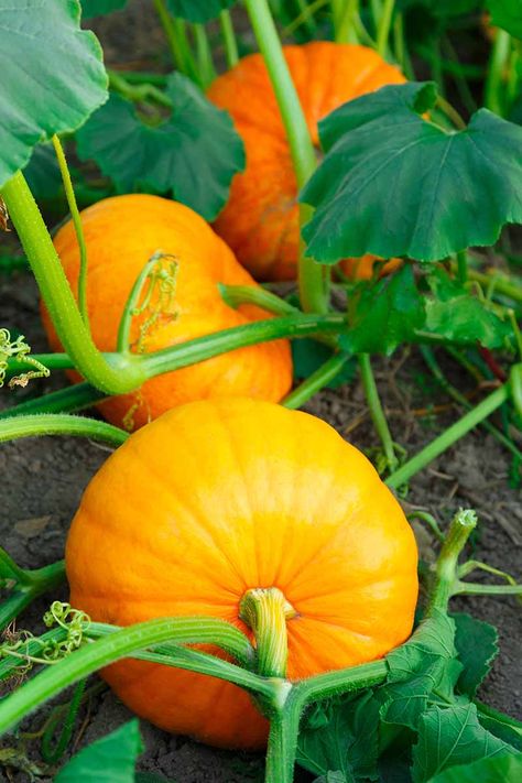 How to Grow Your Own Pumpkins | Gardener’s Path Growing Pumpkin, Pumpkins Growing, Pumpkin Plants, Pumpkin Growing, Hokkaido Pumpkin, Pumpkin Plant, Goethe's Faust, Growing Peas, Pumpkin Tree