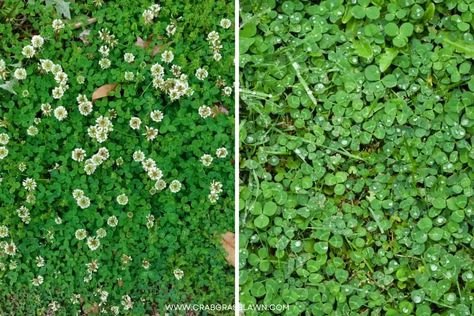 8 Reasons to Avoid Clover Lawn Clover Lawn Ideas, Lawn Flowers, Ground Cover Lawn, Wild Lawn Ideas, Floral Lawn, Natural Lawn Ideas, Grass Lawn Alternative, Lawn Conversion Ideas, Rental Landscaping Ideas