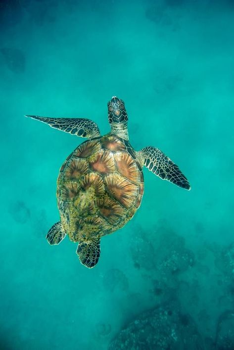 No matter how much you love animals, it’s likely that you don’t get to encounter many in your day to day life. Turtle Aesthetic, Sea Turtles Photography, Sea Turtle Pictures, Turtle Wallpaper, Turtle Images, Diving Swimming, Turtle Sea, Ocean Turtle, Turtle Drawing