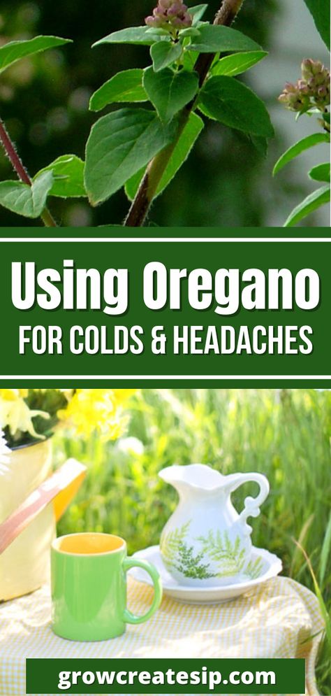 How To Use Oregano Oil As Antibiotic, Oregano For Cough, Oil Of Oregano For Colds, Oregano Oil Dosage, How To Take Oregano Oil Internally, Oregano Tincture Recipe, Oregano Oil Uses, Oregano Oil For Colds, Oregano Tea