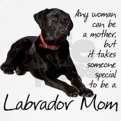 Lab momma Labrador Mom, Chocolate Labs, Black Labrador Retriever, Lab Puppy, Lab Dogs, Labrador Retriever Puppies, Black Labs, Lab Puppies, Labrador Retrievers