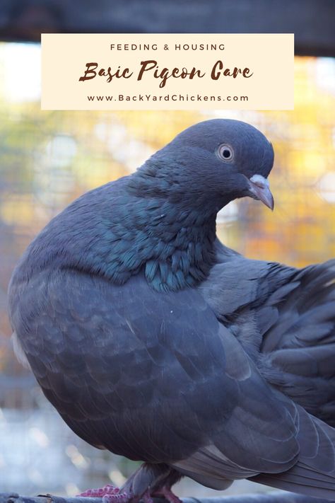 Pigeons Birds, Pigeon Coop, Pigeon Enclosure, Pigeon Care Pet, Pet Pigeon Cage, Raising Pigeons, Raising Pigeons For Meat, Homing Pigeons Loft, Pigeon Keeping