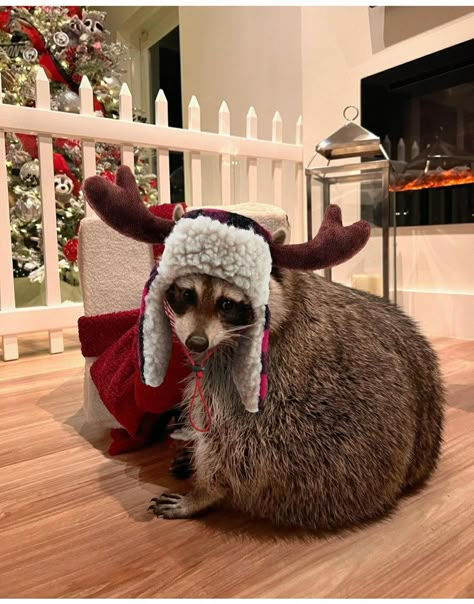 Raccoon Pics, Maur Maur, Cute Raccoons, Trash Pandas, Raccoon Art, Pet Raccoon, Cute Raccoon, Raccoon Funny, Trash Panda