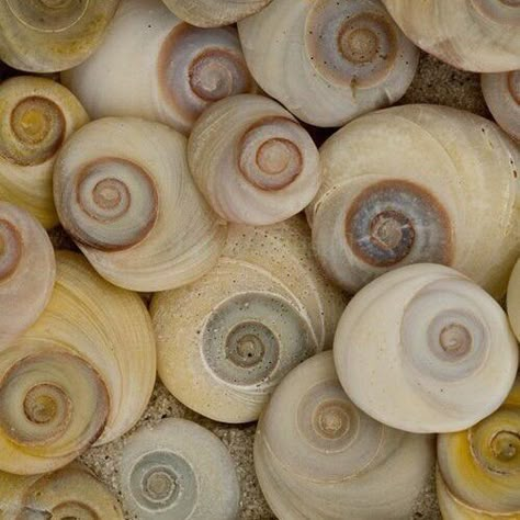 Swirls In Nature, Spirals Aesthetic, Circles In Nature, Fibonacci Spiral Nature, Spirals In Nature, Sacred Spiral, Umineko When They Cry, Fibonacci Spiral, When They Cry