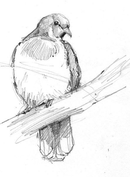 Drawing Steps, Bird Sketch, Bird Drawing, Animal Sketches, Bird Drawings, A Pencil, A Drawing, Drawing Techniques, Pencil Art