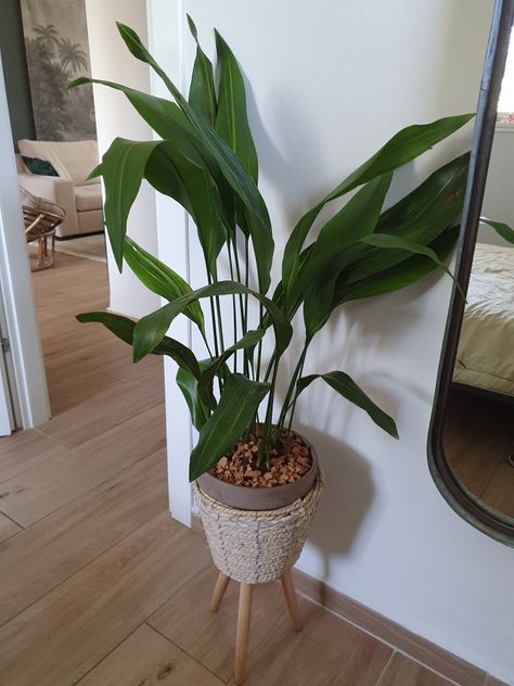 This new addition to our home; Aspidistra elatior (aka Cast Iron plant) makes me so happy! This one is the variegated kind, by the way. Hoping to have it in my life forever.  #castironplant #aspidistraelatior Cast Iron Plant Indoor Decor, Aspidistra Plant, Cast Iron Plant Indoor, Aspidistra Elatior, Cafe Plants, Low Light Indoor Plants, Cast Iron Plant, Indoor Greenhouse, Iron Plant