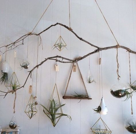 Air Plants Diy, Air Plant Garden, Plant Display Ideas, Air Plants Decor, Hanging Mason Jars, Air Plant Display, Air Plant Terrarium, Plant Display, Bedroom Plants