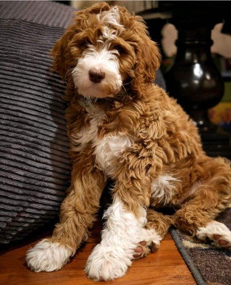 Australian Labradoodle Full Grown, Australian Labradoodle Mini, Australian Doodle Puppy, White Mini Goldendoodle, Australian Goldendoodle, Labradoodle Retriever, Aussie Labradoodle, Australian Doodle, Labradoodle Miniature