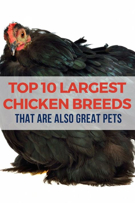 Discover about the worlds biggest chicken egg and top 10 largest chicken breeds in this post! Friendliest Chicken Breeds, Cornish Rock Chickens, Big Chicken Breeds, Giant Chicken Breeds, Largest Chicken Breed, Huge Chicken, Heritage Chickens, Brahma Chicken, Big Chicken