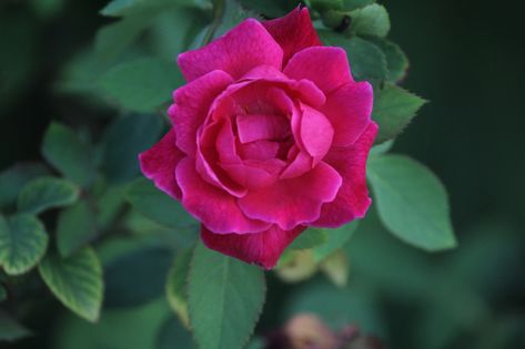 Rose, Indian Rose, Red Rose, Bloom Indian Rose Flower, India Rose, Indian Rose, Blooming Rose, Red Rose, Free Photo, Rose Flower, Free Photos, Red Roses