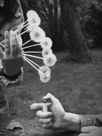 Light dandelions on fire White Gif, False Hope, Wonder Wall, Indie Pop, Grunge Photography, Soft Grunge, Pics Art, Grunge Aesthetic, Make A Wish