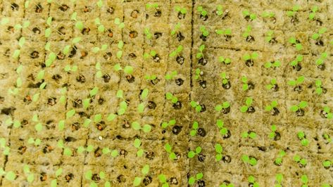 How to Start Seeds in Rockwool – #1 Guide to Success I have found that there are quite a few different methods when it comes to growing plants. However, one method that is quite popular is using Rockwool (https://plantophiles.com/houseplant-tips/germinate-seeds-for-hydroponics-without-rockwool/) in order to grow plants. This method is popular due to the fact that it is quite effective and I can use this method to grow a wid… Hydroponic Greenhouse, Growing Hot Pepper, Amaryllis Plant, Bamboo Seeds, Lemon Seeds, Meyer Lemon Tree, Hydroponic Growing, Grow Plants, Seed Germination