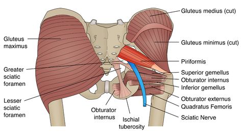 Clamshell Exercise, Sciatica Stretches, Healing Body, Piriformis Muscle, Piriformis Syndrome, Pinched Nerve, Gluteus Medius, Tight Hip Flexors, Psoas Muscle