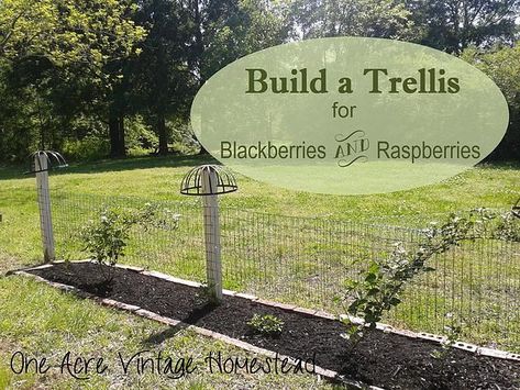 Blackberry Trellis, Raspberry Trellis, Vintage Homestead, Growing Blackberries, Building A Trellis, Growing Raspberries, Gutter Garden, Berry Garden, Garden Vines