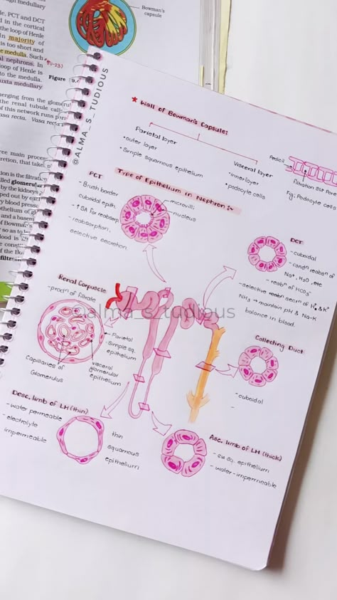 topic-Bowman's capsule           - types of epithelium of nephron #1#aesthetic#aestheticnotes#neetnotes#notes Aesthetic Notes Inspo, Philosophy Notes, Med School Notes, Ideas For Notes, Ipad Pro Notes, Anatomy Notes, Bio Notes, Excretory System, Med Notes