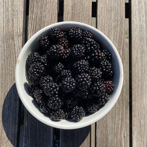 Blackberry Fruit Aesthetic, Blackberries Aesthetic, Amora Aesthetic, Blackberry Aesthetic, Black Wonyoungism, Food Polls, Coconut Sorbet, Food Texture, Pescatarian Recipes