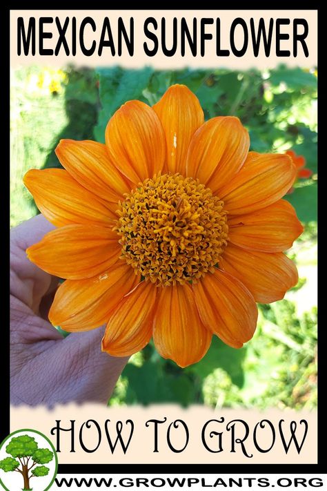 Tithonia Rotundifolia, Mexican Sunflower, Growing Sunflowers, Plant Tips, Outside Plants, Planting Sunflowers, Red Sunflowers, Easy Plants To Grow, Gardening Zones