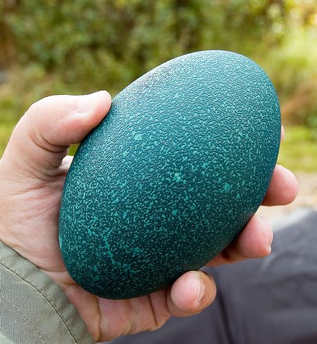 emu egg Emu Egg, Egg Omelette, Ostrich Egg, Dragon Eggs, Modern Patio Furniture, Bird Eggs, Colors And Patterns, Fresh Chicken, Hands Holding