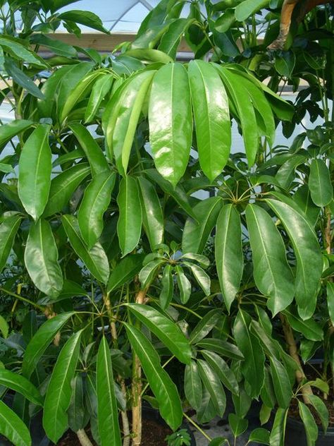 Schefflera plant has large, shiny, dark green leaves that drape down like the spokes of an umbrella . Umbrella Plant Care, Schefflera Plant, Leaf Umbrella, Umbrella Plant, Florida Landscaping, Florida Plants, Umbrella Tree, Solana Beach, Indoor Trees