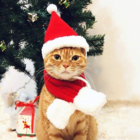 Amazon.com : PETLESO Cat Santa Hat with Scarf -Christmas Costume Set Puppy Dog Cat Santa Hat, Red S : Pet Supplies Cat Christmas Costumes, Cat Christmas Hat, Cat Santa Hat, Söt Katt, Holiday Costumes, Pet Scarf, Christmas Costume, Christmas Puppy, Salou