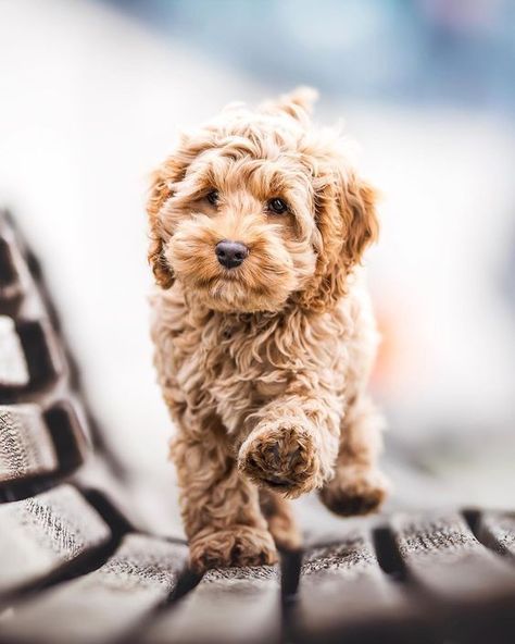 Labradoodle Temperament - How to Choose The Right Temperament - Labradoodles & Dogs Phteven Dog, Bloodhound Dogs, Haiwan Comel, Anak Haiwan, Psy I Szczenięta, Reservoir Dogs, Haiwan Lucu, Super Cute Puppies, Fluffy Dogs