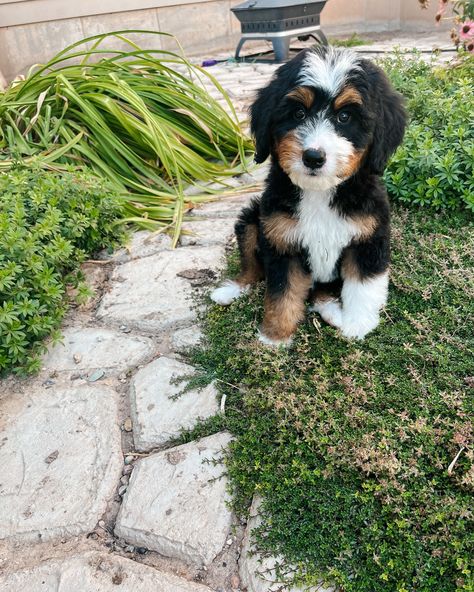 Can’t believe this cute girl is still looking for her furever family!! Minnie is an Australian Mountain Doodle with pretty markings and lots of love to give. Message us to learn more… - Minnie • Phoebe + Teddys “Mickey Mouse” Litter • Australian Mountain Doodle #bernendoodles #bernedoodlebreeder #aussiemountaindoodle #australianmountaindoodle #doodlebreeder #aussiedoodlepuppy Australian Mountain Doodle, Aussie Doodle Puppy, Mountain Doodle, Lots Of Love, Of Love, To Learn, Doodles, Quick Saves